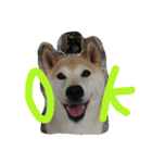 柴犬 蘭（個別スタンプ：7）