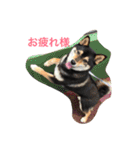 柴犬 蘭（個別スタンプ：8）