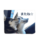 柴犬 蘭（個別スタンプ：9）