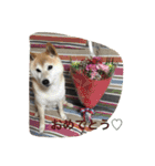 柴犬 蘭（個別スタンプ：10）