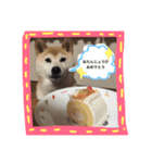 柴犬 蘭（個別スタンプ：11）