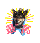 柴犬 蘭（個別スタンプ：14）