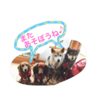 柴犬 蘭（個別スタンプ：15）