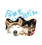 柴犬 蘭（個別スタンプ：16）