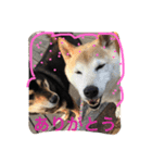 柴犬 蘭（個別スタンプ：17）