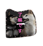 柴犬 蘭（個別スタンプ：18）