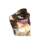 柴犬 蘭（個別スタンプ：19）