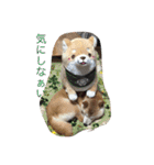 柴犬 蘭（個別スタンプ：20）