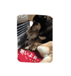 柴犬 蘭（個別スタンプ：22）