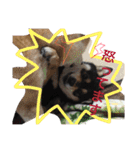 柴犬 蘭（個別スタンプ：23）