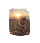 柴犬 蘭（個別スタンプ：24）