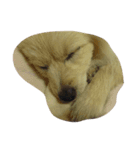 ポメラニアンの可愛い姿（個別スタンプ：3）