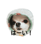 あきちゃん写真集（個別スタンプ：1）
