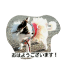 あきちゃん写真集（個別スタンプ：7）