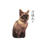 ねこなな（個別スタンプ：1）