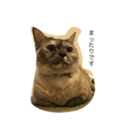 ねこなな（個別スタンプ：2）