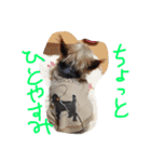 おまえちゃん（個別スタンプ：7）