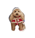 犬777（個別スタンプ：1）