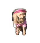 犬777（個別スタンプ：7）