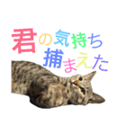 ネコのにゃんちゃん（個別スタンプ：13）