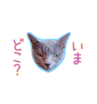 家族を待つロシアンブルースタンプ（個別スタンプ：2）