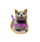 家族を待つロシアンブルースタンプ（個別スタンプ：8）