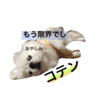 ぽてちスタンプ（個別スタンプ：10）