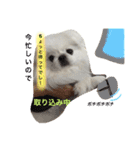 ぽてちスタンプ（個別スタンプ：12）