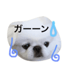 ぽてちスタンプ（個別スタンプ：21）