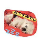ぽてちスタンプ（個別スタンプ：24）