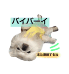 ぽてちスタンプ（個別スタンプ：29）