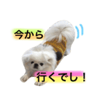 ぽてちスタンプ（個別スタンプ：32）