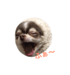 チワワのあずき（個別スタンプ：1）