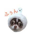 チワワのあずき（個別スタンプ：2）