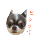 チワワのあずき（個別スタンプ：5）