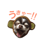 チワワのあずき（個別スタンプ：7）