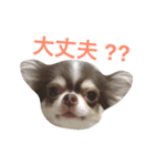 チワワのあずき（個別スタンプ：10）