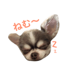 チワワのあずき（個別スタンプ：11）