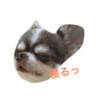 チワワのあずき（個別スタンプ：12）