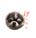 チワワのあずき（個別スタンプ：15）