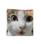 日常に使えるスタンプ 猫編（個別スタンプ：1）
