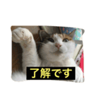 日常に使えるスタンプ 猫編（個別スタンプ：2）