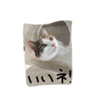 日常に使えるスタンプ 猫編（個別スタンプ：3）