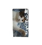 日常に使えるスタンプ 猫編（個別スタンプ：5）