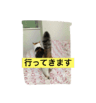 日常に使えるスタンプ 猫編（個別スタンプ：6）