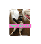 日常に使えるスタンプ 猫編（個別スタンプ：7）