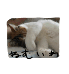 日常に使えるスタンプ 猫編（個別スタンプ：8）