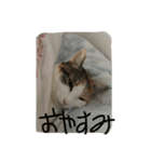 日常に使えるスタンプ 猫編（個別スタンプ：10）