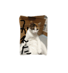 日常に使えるスタンプ 猫編（個別スタンプ：11）
