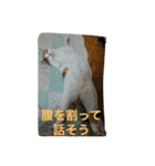 日常に使えるスタンプ 猫編（個別スタンプ：13）